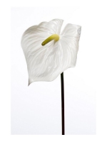 Anthurium Floral Cream 80cm (laatste 6 stuks)